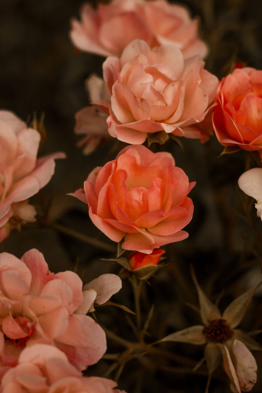 Routine vs Ritual: Why One Changes Your Day And the Other Changes Your Life